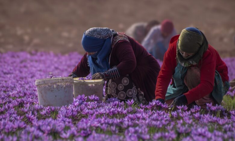 چرا طلای سرخ ایران قاچاق می‌شود؟