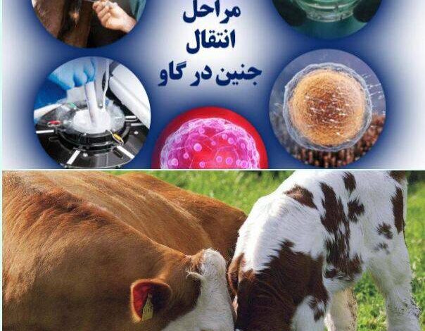 پیگیری برای اجرای طرح رویان در دام سنگین توسط جهاددانشگاهی خراسان شمالی