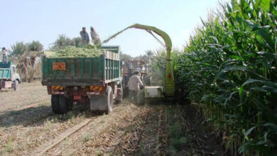 افزایش ۲برابری بهره وری کشت جو قصیل در ورامین