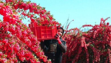 ‌ایران‌ رتبه اول دنیا را در تولید این محصول کسب کرد