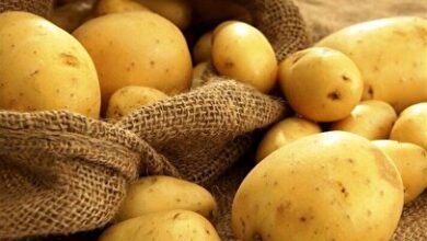 سیب زمینی‌های وارداتی به جای ایران سر از افغانستان درآورد