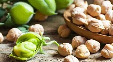 کشف ژن‌های بیماری‌زا در نخود